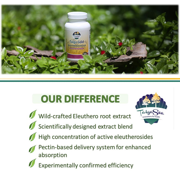 Taiga Root Powder Taiga Gold with Eleutherococcus - Dietary supplement – TaigaSea